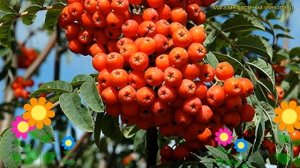 Рябина плодовая Невежинская. Краткий обзор, описание характеристик sorbus Alaia krupnaia