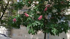 Розовый каштан