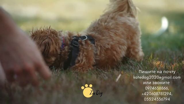 карликовый пудель фото, собака пудель карликовый, cute puppy