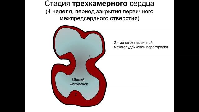 Строение и развитие сердца смотреть онлайн