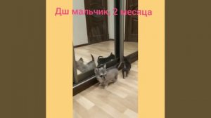 Мальчик дш соболиный чихуахуа