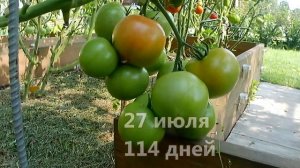 Томат Ласковый Миша. Всегда большой урожай!