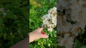 Мусскусная роза Гирлянд де Амур. 28.08.2023г.
