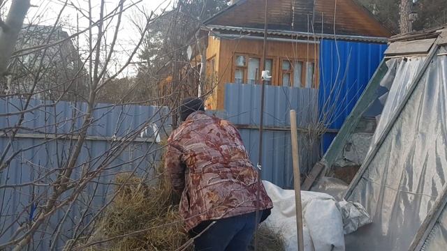 Персики в Подмосковье. Открываем весной после сильных заморозков зимой. смотреть онлайн