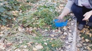 Как защитить от слизней и грызунов грядку с органикой! Дедовские методы БЕЗ ХИМИИ!