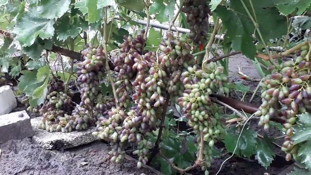 Виноград Памяти Дженеева или Академик смотреть онлайн