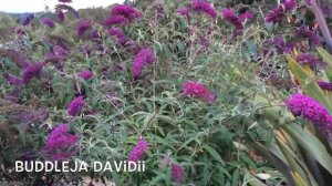 Buddleja davidii. Garden Center online Costa Brava - Girona.