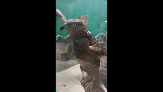 Омск, зоопарк на Жукова смотреть онлайн