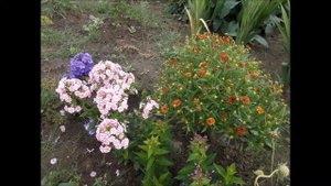 Многолетники в сибирском саду / Perennials in the Siberian garden
