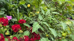 ГЕОРГИНЫ в МОЕМ САДУ Сорта с названиями DAHLIA VARIETIES in my garden in London 2020