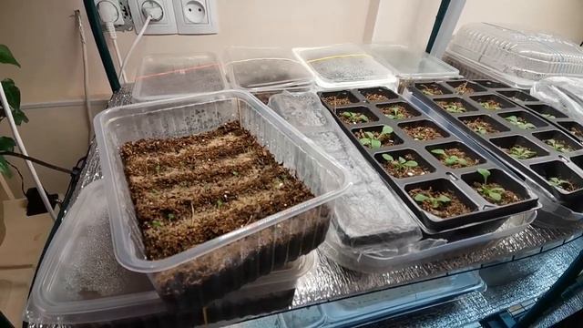 Обзор цветочной рассады. Новости рассадного отделения на 7 февраля 2023. Стеллажи заполняются смотреть онлайн