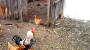 Животные на ферме