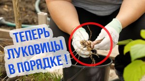 Сроки выкопки луковиц гладиолусов. Как подготовить луковицы гладиолусов к посадке весной?