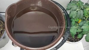 Срочно в Октябре! Осенняя обработка сада от болезней и вредителей