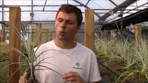 Tillandsia straminea (Planta Brutt video 36) English