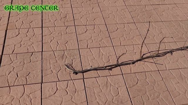 Можно ли получить саженцы из отрезанного осенью рукава, провисевший на шпалере до марта? Опыт 2022 смотреть онлайн