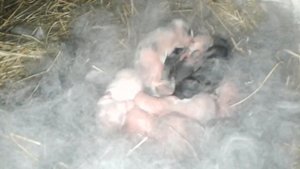 Новорожденные кролики - первые дни жизни!