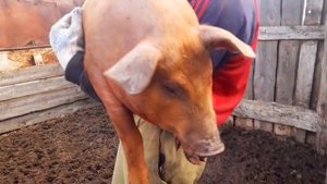 Вес дюрка в 3 месяца.И снова отзыв!))