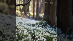 Поль Мориа токката  (весна)