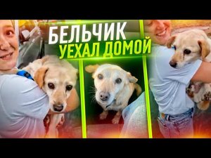 На Бельчика наехала машина. Спустя год передержки его заметила прекрасная семья.