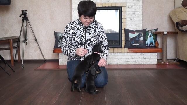 ЩЕНКИ ТАКСЫ//КАК РАСТУТ И РАЗВИВАЮТСЯ ЩЕНКИ//НАШИ БУДНИ смотреть онлайн