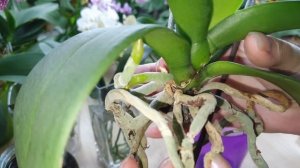 Проблемы с корнями у орхидеи фаленопсис, примеры применения фунгицидов с химическим и био составом