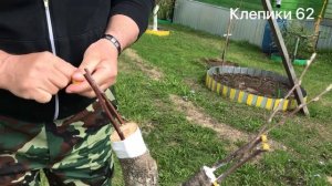 Прививка плодовых деревьев