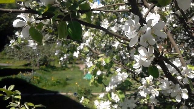 Как прекрасен яблоневый сад в цвету! смотреть онлайн