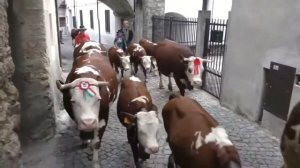 Красивые коровы с колокольчиками, перегон коров через город в Италии.