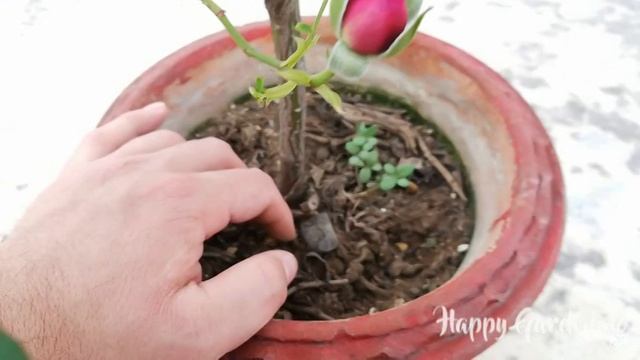 How to care Ebb Tide Rose (Urdu/Hindi) смотреть онлайн