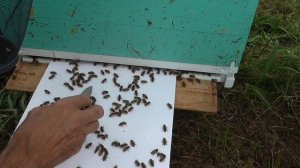 самодельные полоски от клеща работают