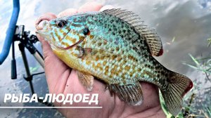 У берегов Финляндии обнаружили вид рыбы, которая нападает на людей