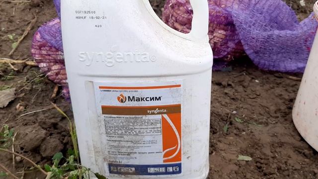 Начало посадки чеснока. Схема посадки, внесение удобрений. смотреть онлайн