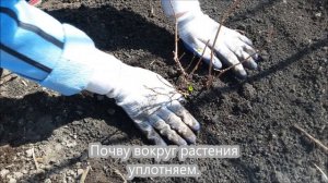 Посадка Гортензии весной.