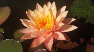 Нимфея Siam Sunset (Закат Сиама) кувшинка, waterlily, водные растения, пруд