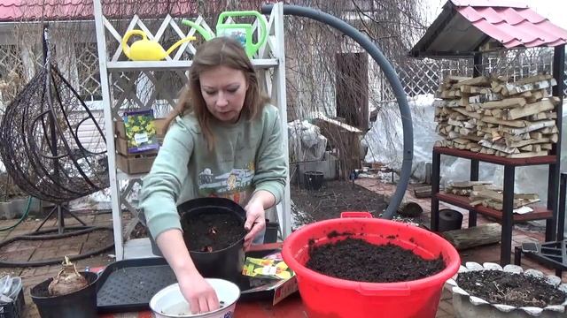 Тигридия: как приручить тропическую красотку смотреть онлайн