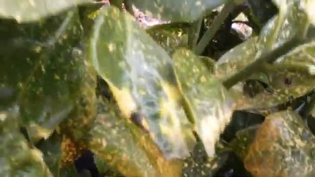 Aucuba Japonica : How To Care For This Amazing Low Maintenance Shrub ... The Right Way смотреть онлайн