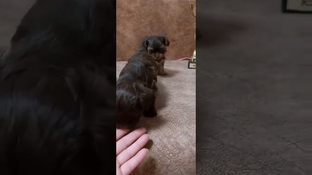 Смотреть видео онлайн