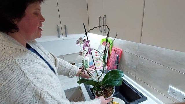 Светлана рассказала как правильно ухаживать за орхидеями смотреть онлайн