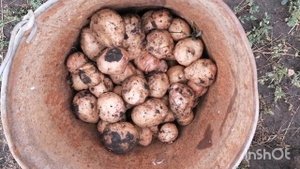 Первый урожай молодого картофеля. Копаем молодой картофель на пробу...