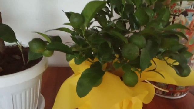 Комнатные цветы.Экзотические новинки.