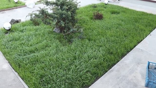Купил в супермаркете газон для ленивых и вот что выросло