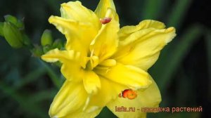 Лилейник гибридный Дабл Ривэ Вай (hemerocallis) ? обзор: как сажать, рассада лилейника Дабл Ривэ Ва