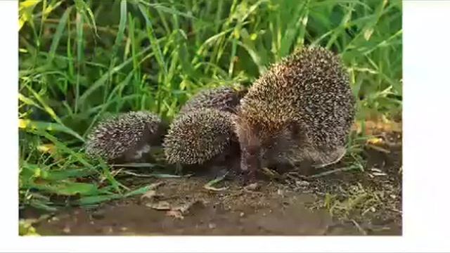 Ознакомление с миром природы "Лесной житель ёжик" смотреть онлайн