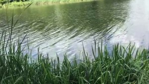 Речной орех срывал плотву