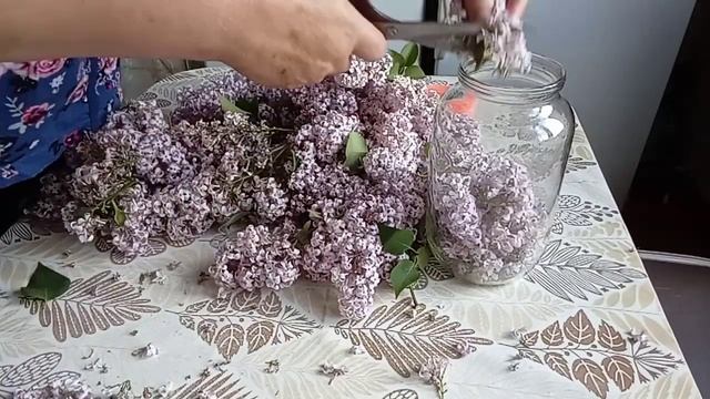Делаю растирку из сирени.