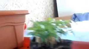 Фейхоа из семян  - рассада.