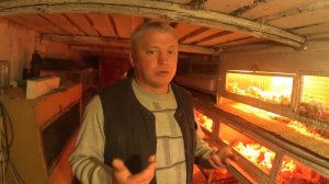 Решил выращивать бройлеров Зимой Набрал яиц и буду выводить