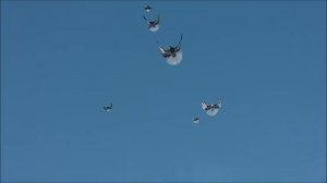 серпастые голуби