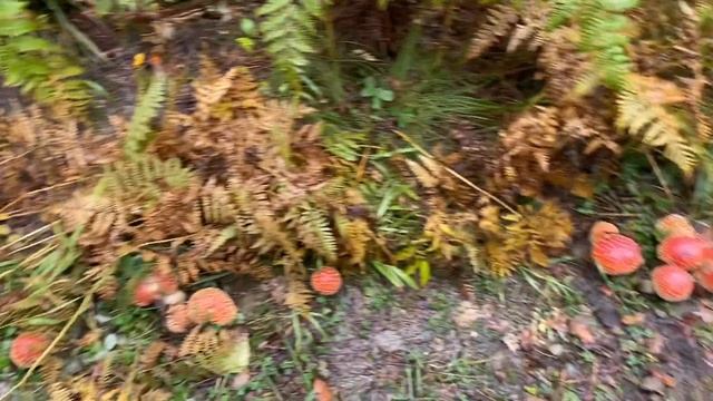 Дороги и природа США• Штата Вашингтон смотреть онлайн